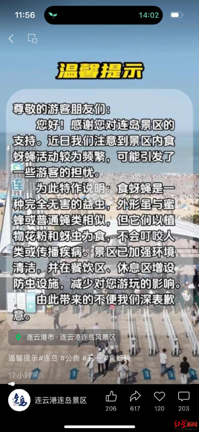 連云港海邊現(xiàn)大量食蚜蠅 景區(qū)回應(yīng) 已加強(qiáng)環(huán)境清潔