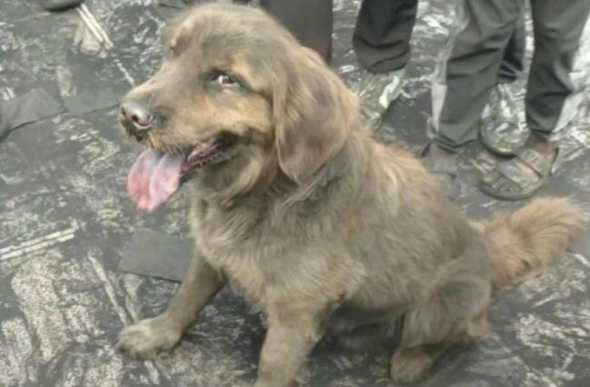 云南墨江抹黑狂歡小白狗變“小黑狗” 獨特文化體驗等你來