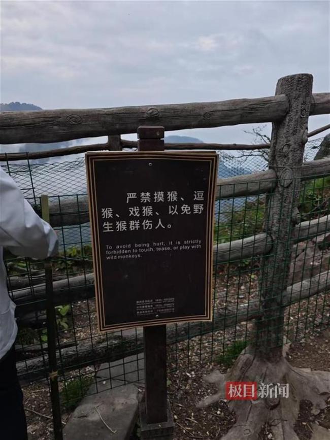 游客給猴喂食 一推一拉縱享絲滑 猴子挑食引發(fā)關注