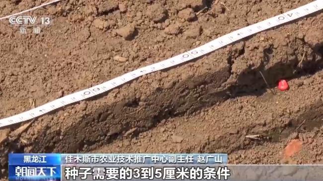 我國夏糧進入產量形成關鍵期