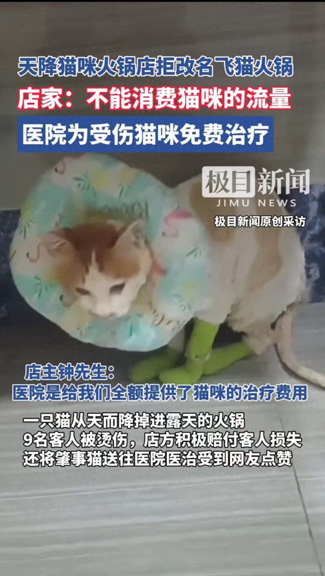 掉入火鍋的貓咪