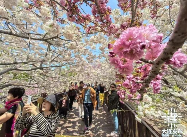 五一大連文旅市場熱度創(chuàng)歷史新高 浪漫山海迎客來