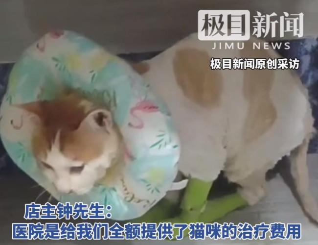 掉入火鍋的貓咪“五一”已不治身亡