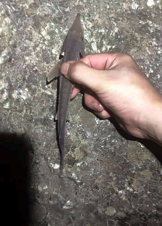 男子在海邊抓到奇怪大魚 疑似中華鱘后代