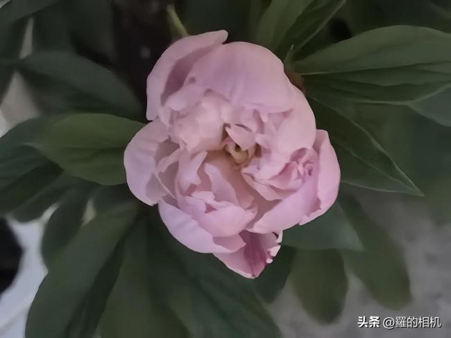 女子记录加速版芍药开花全过程 虽然会凋谢但来年依然阳光灿烂