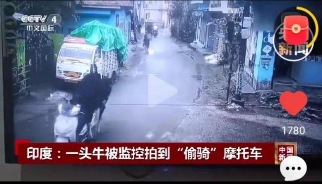 印度一頭牛被拍到偷騎摩托車 意外走紅網(wǎng)絡(luò)