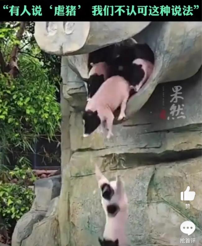 动物园“小猪跳水”表演已暂停！有人说虐猪