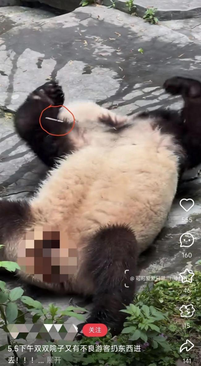 大熊貓雙雙被游客扔玻璃藥瓶