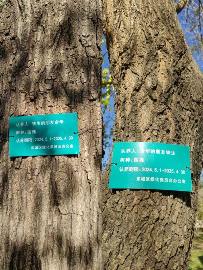 市民但愿保留余华和铁生国槐牌子 文校友谊感动东说念主心