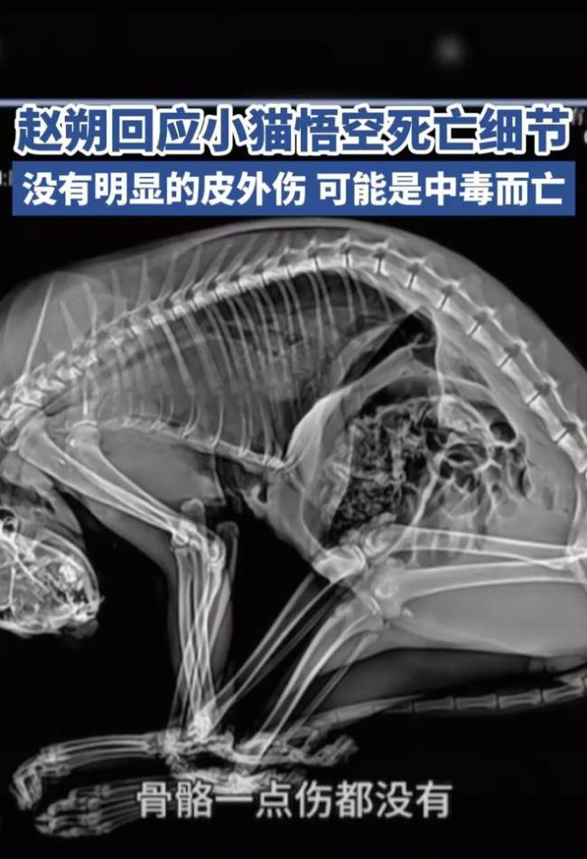 女演員呼吁徹查網(wǎng)紅小貓悟空死因 疑點(diǎn)重重,！