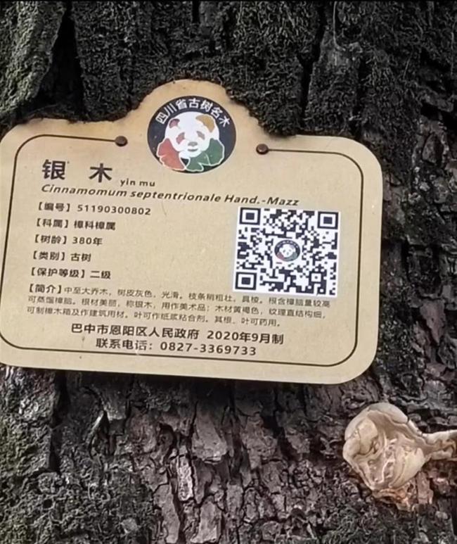 四川一棵380多年古樹(shù)被砍 社區(qū)回應(yīng) 為排險(xiǎn)而砍伐