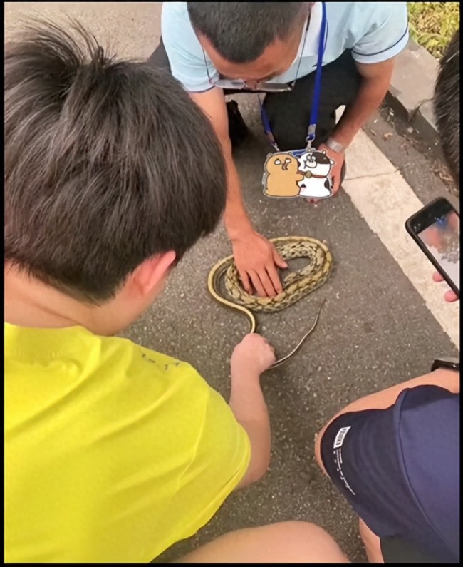 王楚欽在路邊摸蛇性格中率真,、大膽