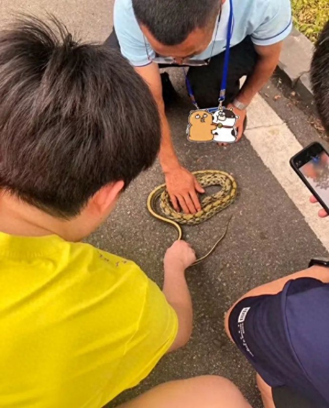 王楚欽在路邊徒手摸蛇 膽大“養(yǎng)蛇少年”再現(xiàn)