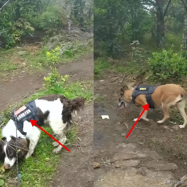 搜救8歲失聯(lián)男童過程中2只搜救犬受傷 希望與時間賽跑