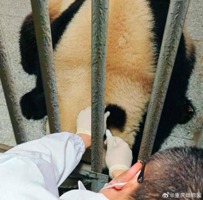 重慶動物園通報渝可渝愛情況