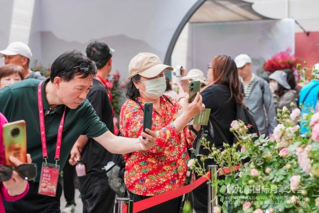 第九屆國(guó)際月季大會(huì)今天開(kāi)幕 千余品種齊亮相