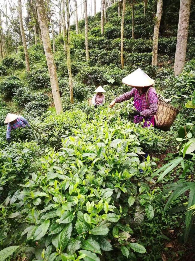 廣東茶農(nóng)稱蟬茶產(chǎn)量暴增40% 生態(tài)智慧的產(chǎn)業(yè)革命