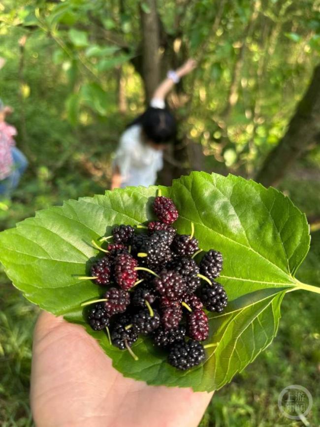 男子食用野桑葚被送搶救室 腹瀉高燒引發(fā)關(guān)注