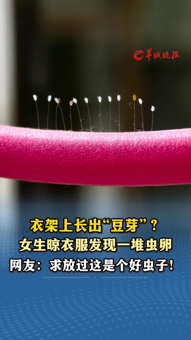 女子發(fā)現(xiàn)陽臺上的衣架長出草蛉蟲卵,！