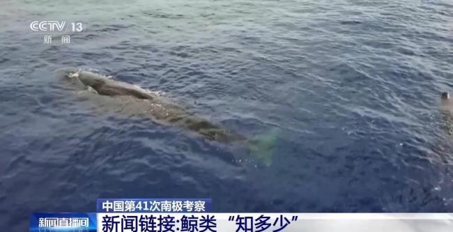 座頭鯨偷偷探班中國(guó)科考船 南極奇遇記