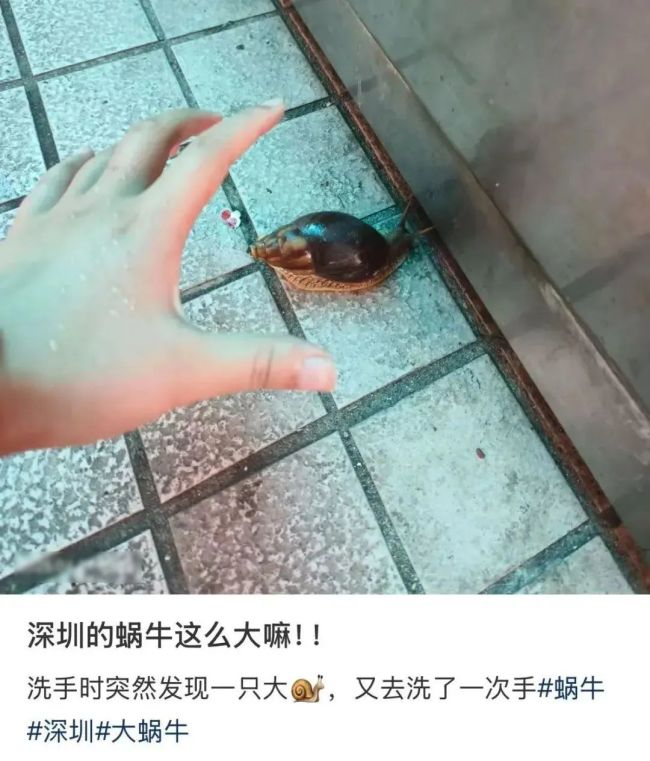 提醒,！雨后遇到這種大蝸牛千萬別碰