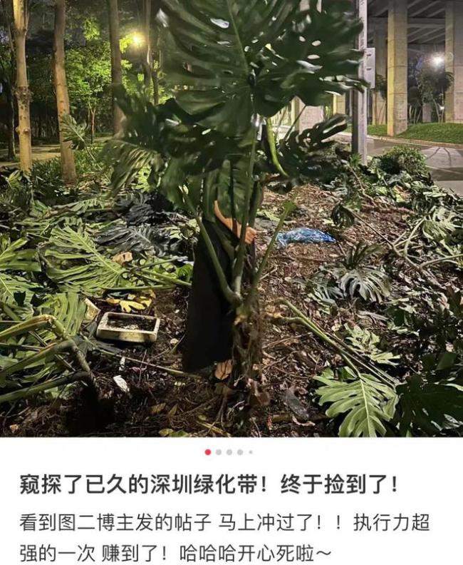 網(wǎng)傳全深圳都在綠化帶撿龜背竹 消息不實引發(fā)烏龍