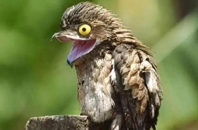 小區(qū)來怪鳥發(fā)出機關槍般叫聲，什么鳥,？