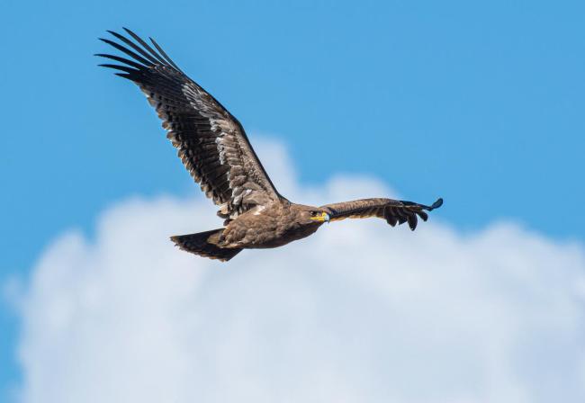 當(dāng)年輕人愛(ài)上追鳥(niǎo) 觀鳥(niǎo)成新潮流