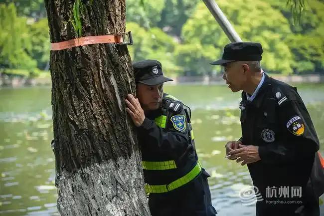 鴛鴦寶寶被困樹洞 眾人合力救助 西湖溫情救援記