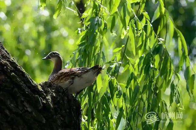 鴛鴦寶寶被困樹洞 眾人合力救助