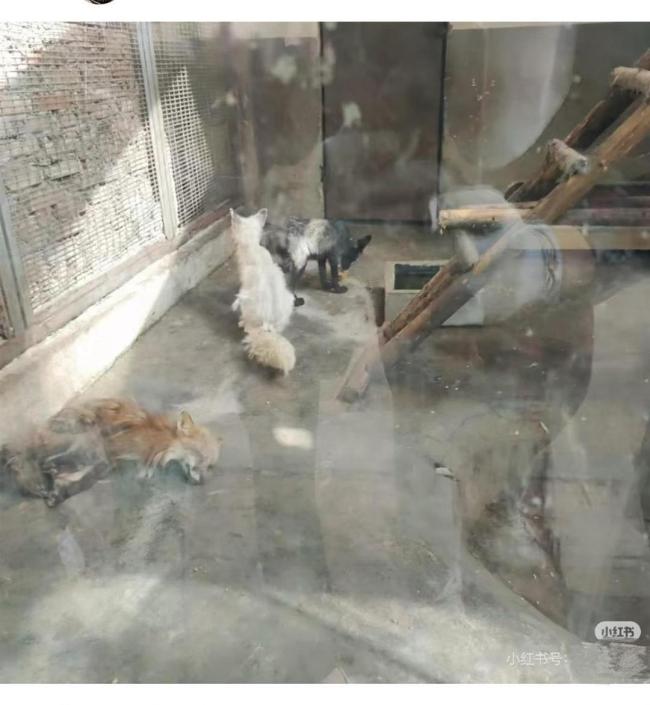 網友質疑物園狐貍太瘦疑似挨餓 動物園稱狐貍瘦系處于褪毛期