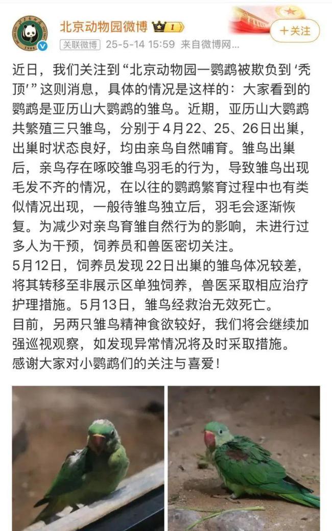 北京動(dòng)物園回應(yīng)小鸚鵡被欺負(fù)到禿頂：系親鳥(niǎo)育雛,，已離世 網(wǎng)友心疼關(guān)注