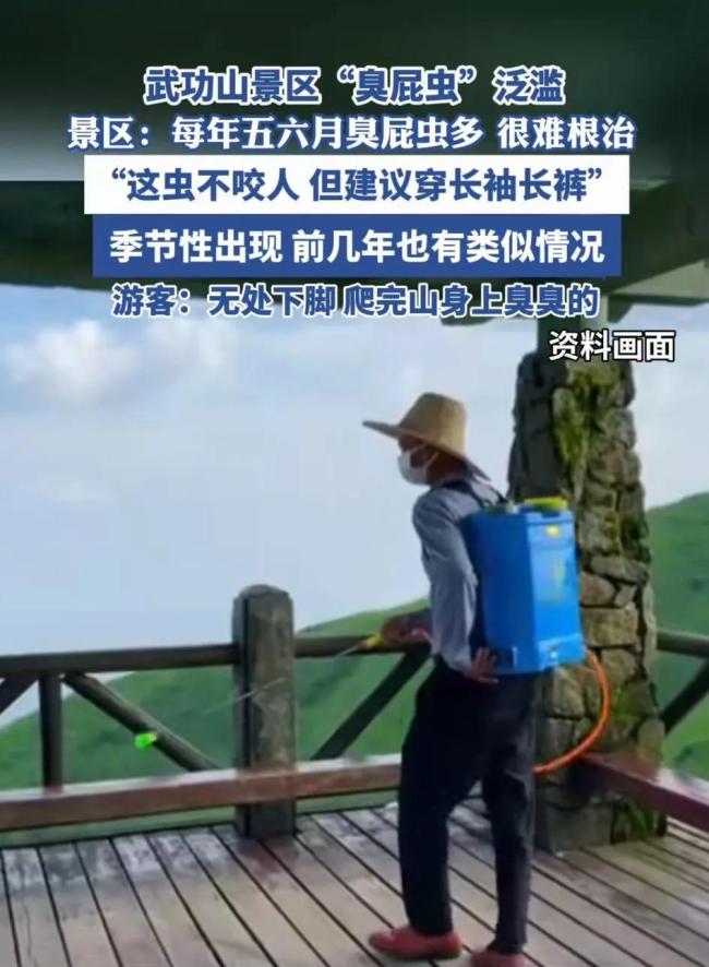 网友称武功山出现大批飞虫 震撼“虫景”引热议