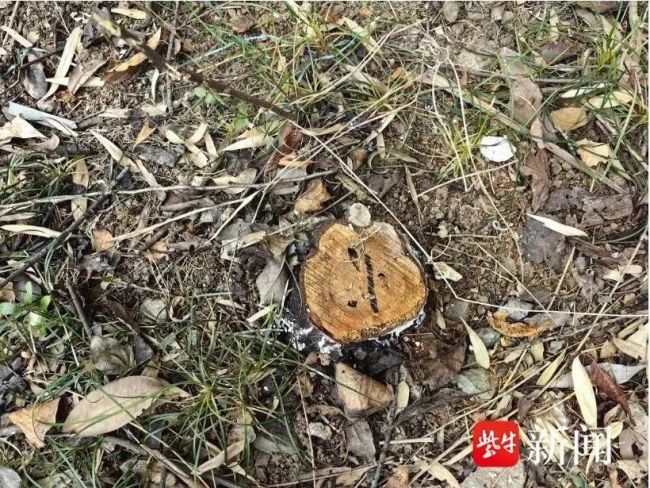 一小區(qū)被“斬首式”砍伐42棵樹 物業(yè)稱不知情引發(fā)爭議