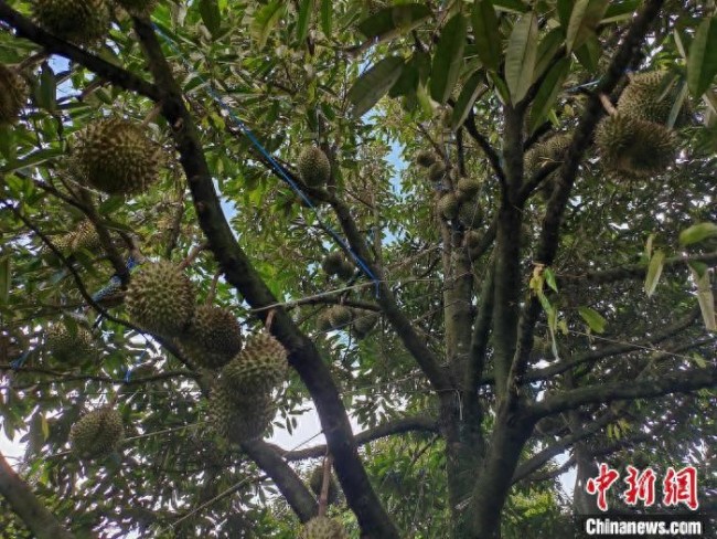 柬果農(nóng)：期待柬榴蓮走進(jìn)中國(guó)市場(chǎng)