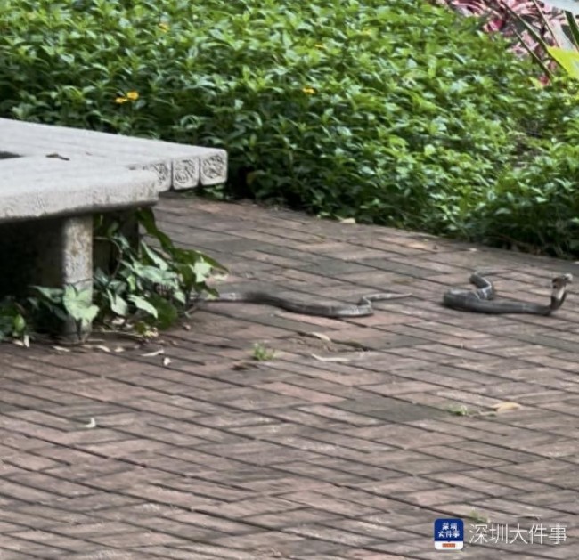 深圳蓮花山公園再次出現(xiàn)眼鏡蛇