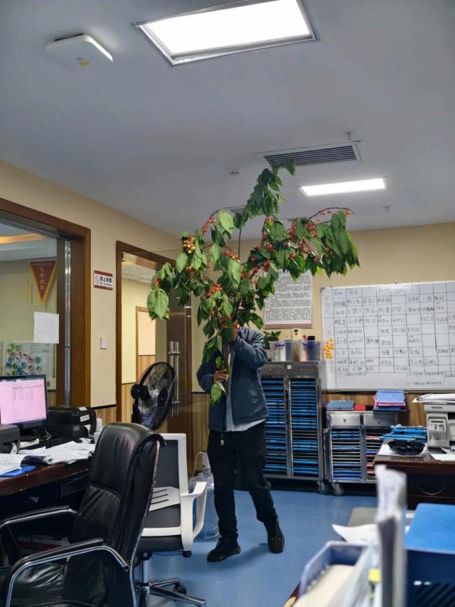 患者说拿樱桃感谢医生 没想到是一整棵树