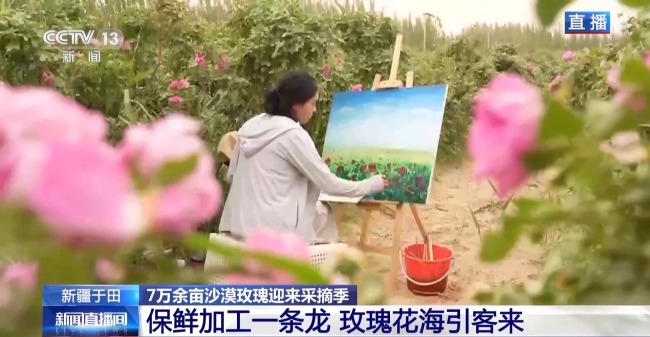塔克拉瑪干沙漠“鎖邊合龍”時(shí)種植的玫瑰花開(kāi)了