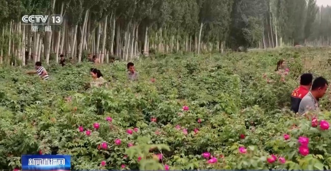 塔克拉瑪幹沙漠“鎖邊合龍”時種植的玫瑰花開了