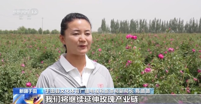 塔克拉瑪干沙漠“鎖邊合龍”時種植的玫瑰花開了