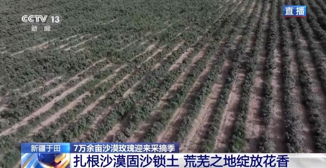 塔克拉瑪幹沙漠“鎖邊合龍”時種植的玫瑰花開了