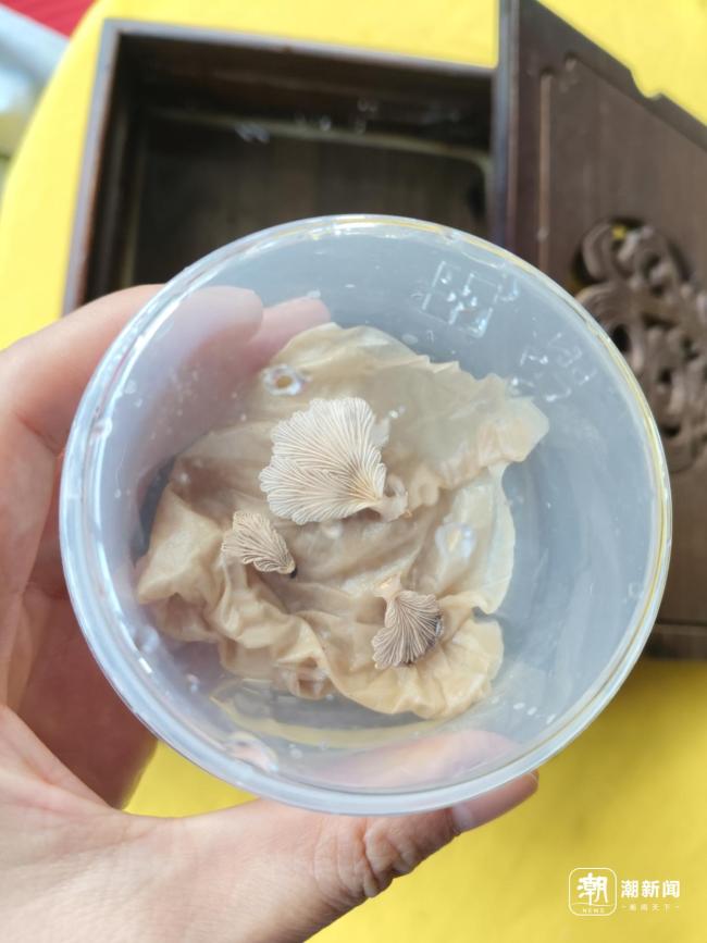 綠化帶蘑菇瘋長(zhǎng) 當(dāng)心蘑界殺手有劇毒 雨后密集出現(xiàn)