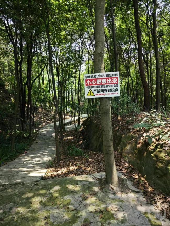 游客在重慶南山被野猴抓傷 景區(qū)提醒勿投喂野生動(dòng)物