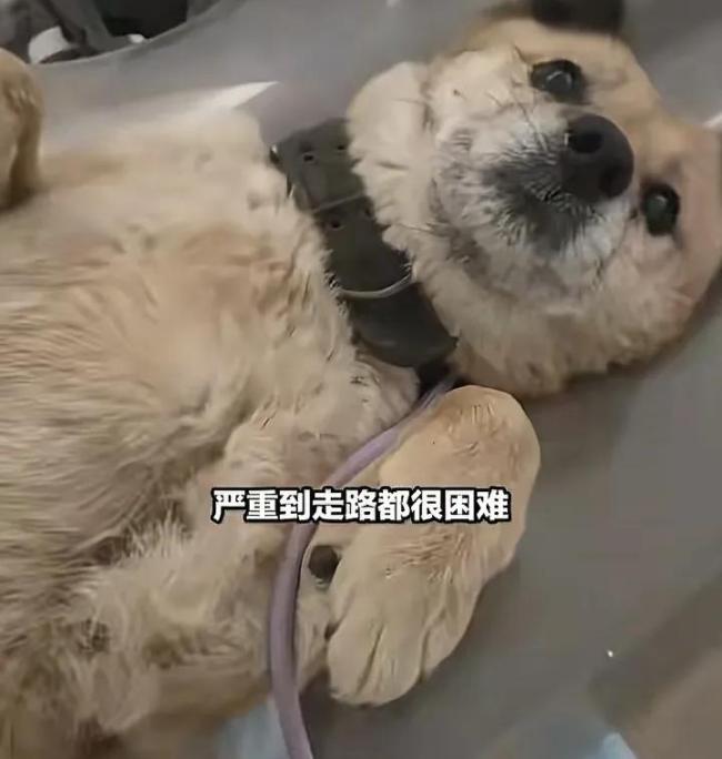 主人去世后狗狗守老房子10年 現(xiàn)實版“忠犬八公”,，救助人員：肝腹水嚴重