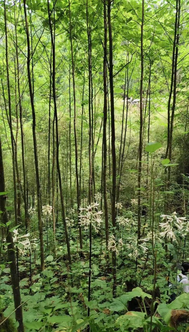 都江堰野百合收費(fèi)事件 游客質(zhì)疑收費(fèi)合理性