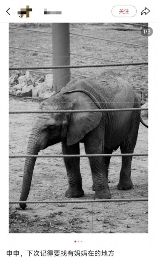 武漢動(dòng)物園回應(yīng)小象去世 急性感染致心肺衰竭