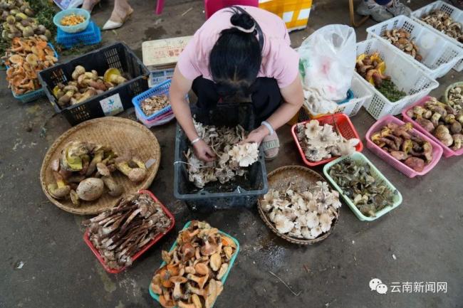 “吃菌季”到來 不想躺板板趕快收藏預(yù)防中毒指南