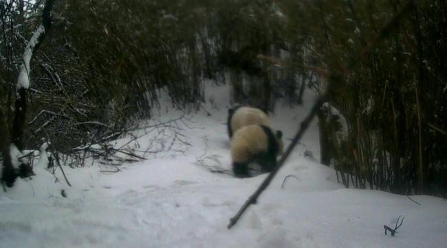 一地拍到野生大熊貓雪地打滾