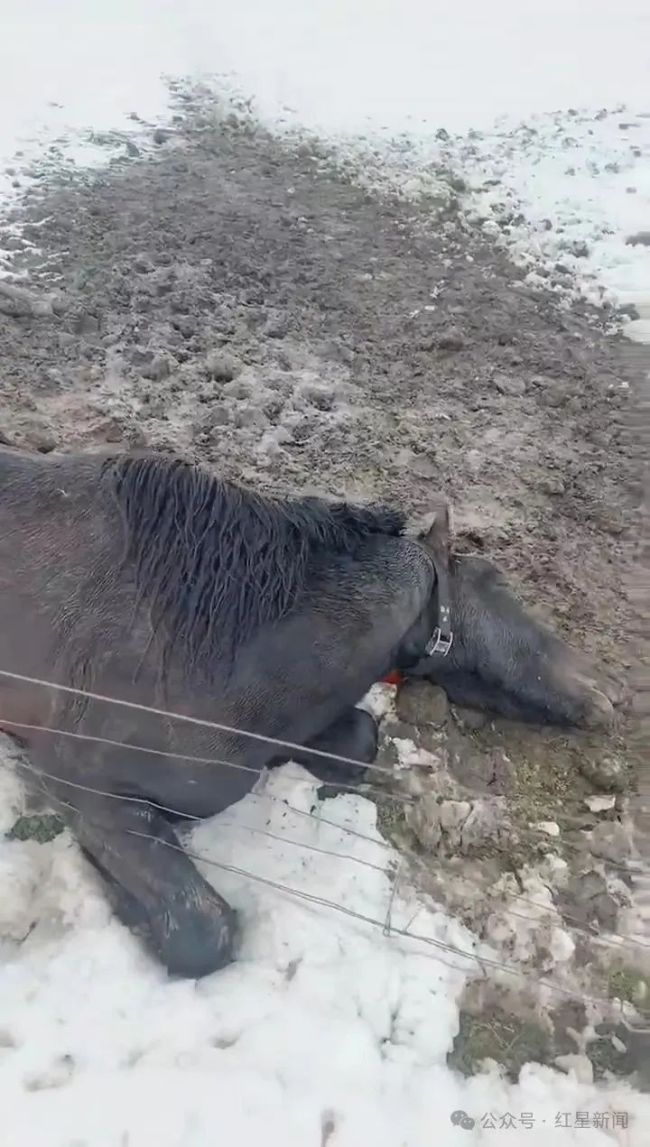 內(nèi)蒙古一地突降大雪 多匹馬被凍死 突發(fā)雪災(zāi)致?lián)p失慘重
