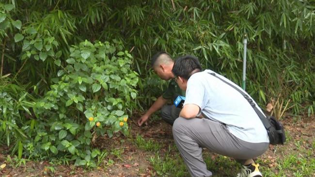 廈門一公園驚現(xiàn)兩條大蛇纏斗 爭(zhēng)奪領(lǐng)地激戰(zhàn)上演
